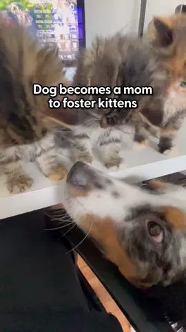 But there was one that he couldn't stop kissing 💗 We talked to his dad about how gentle Arlo is, even when his kitten tries to steal his treats! Keep up with @Nate | Roam with Auss and @thedinkdad 