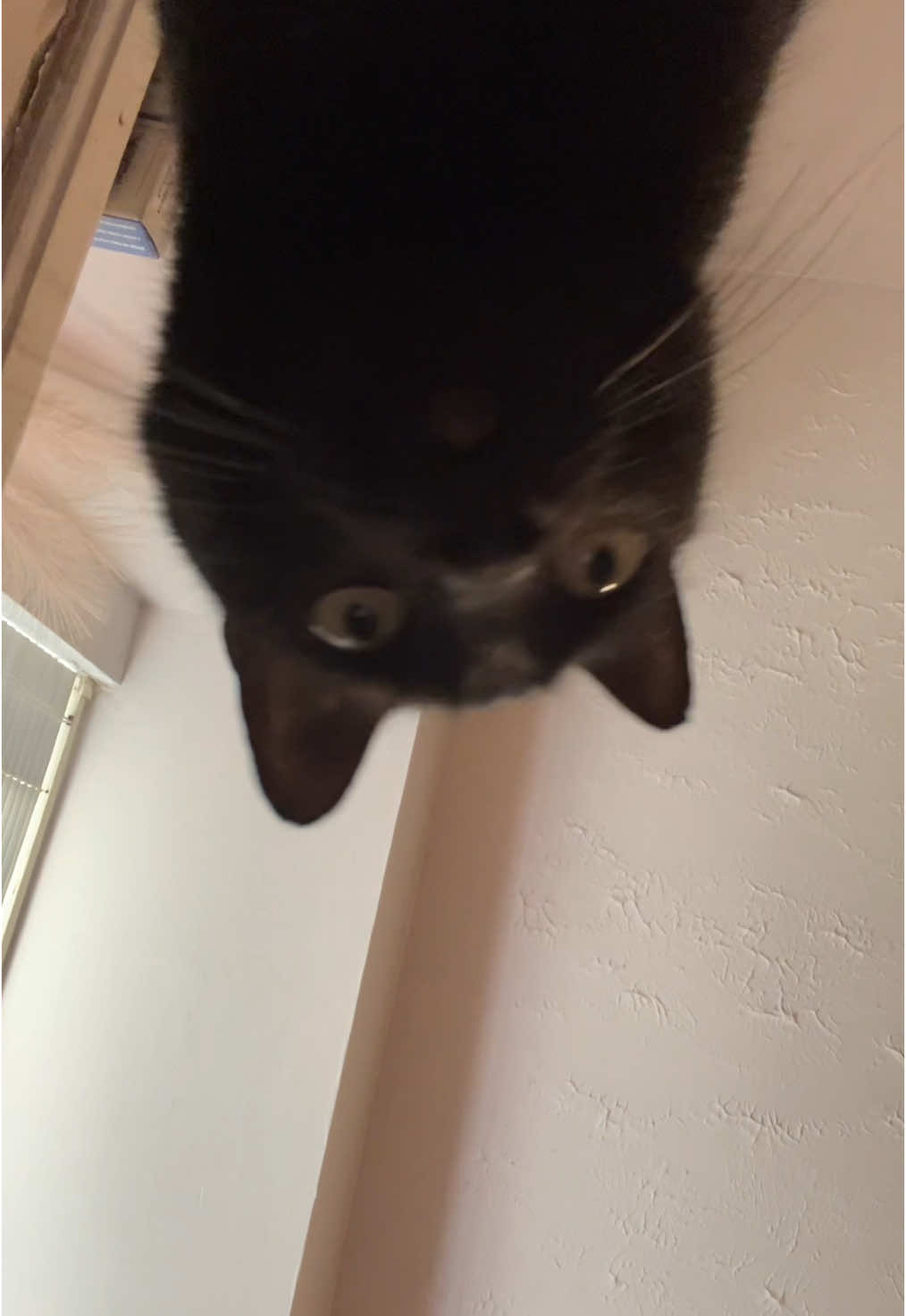 kitty wishes you’d stayed #cat #meow #poo 