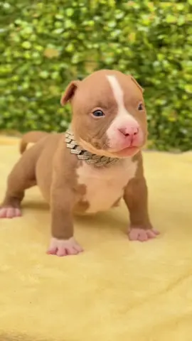 O pequeno mais bonito que você vai ver hoje 🤩