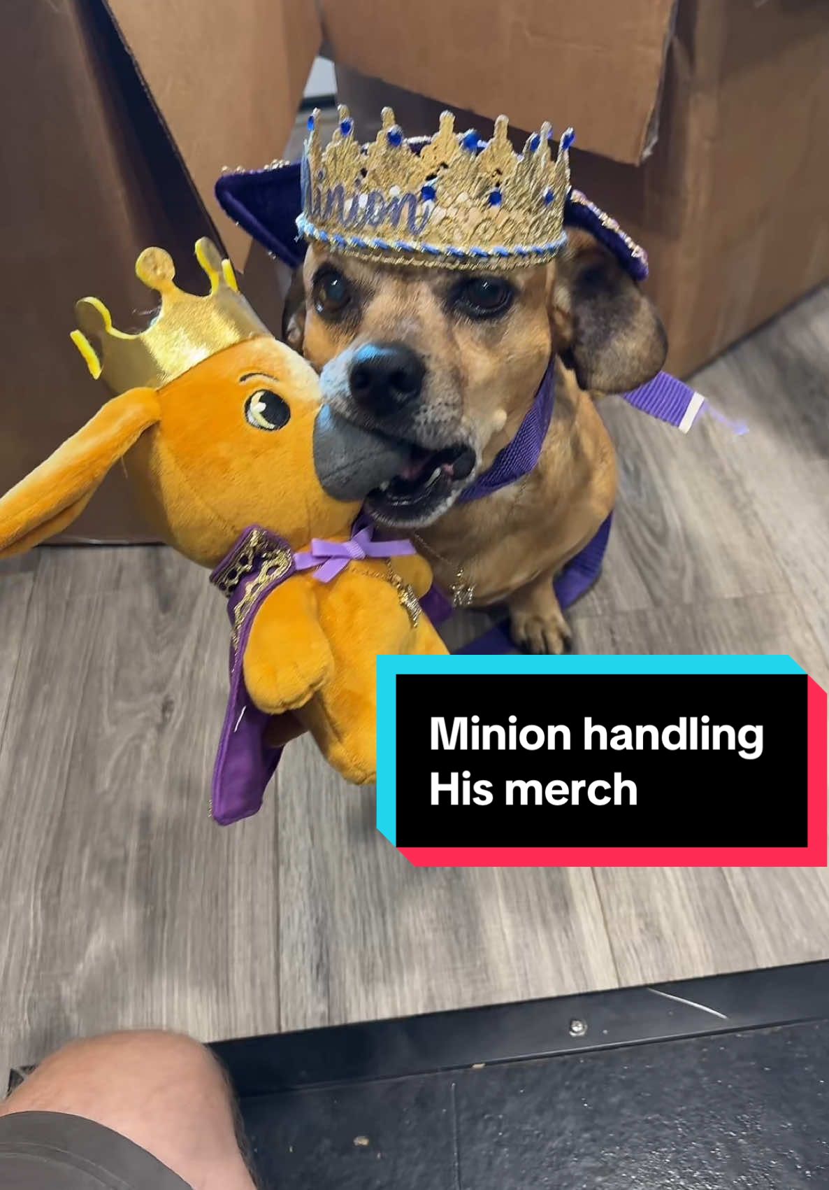 Minion handling his merch #theoneandonlyminion #farmdog #smalldog #narrowayhomestead #homestead #offgridlife #rurallife #plushie 