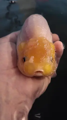 He’s a big old boy now. Growing steadily and healthily for a couple years now. #fish #goldfish #aquarium #ranchu 