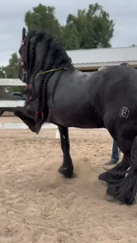 #caballos 