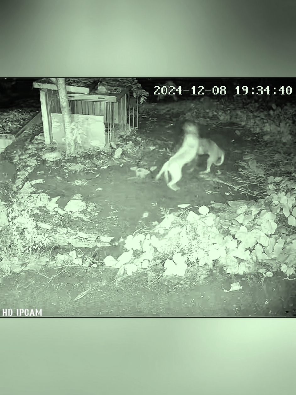 #animals #dogsoftiktok #dogs #fyp 