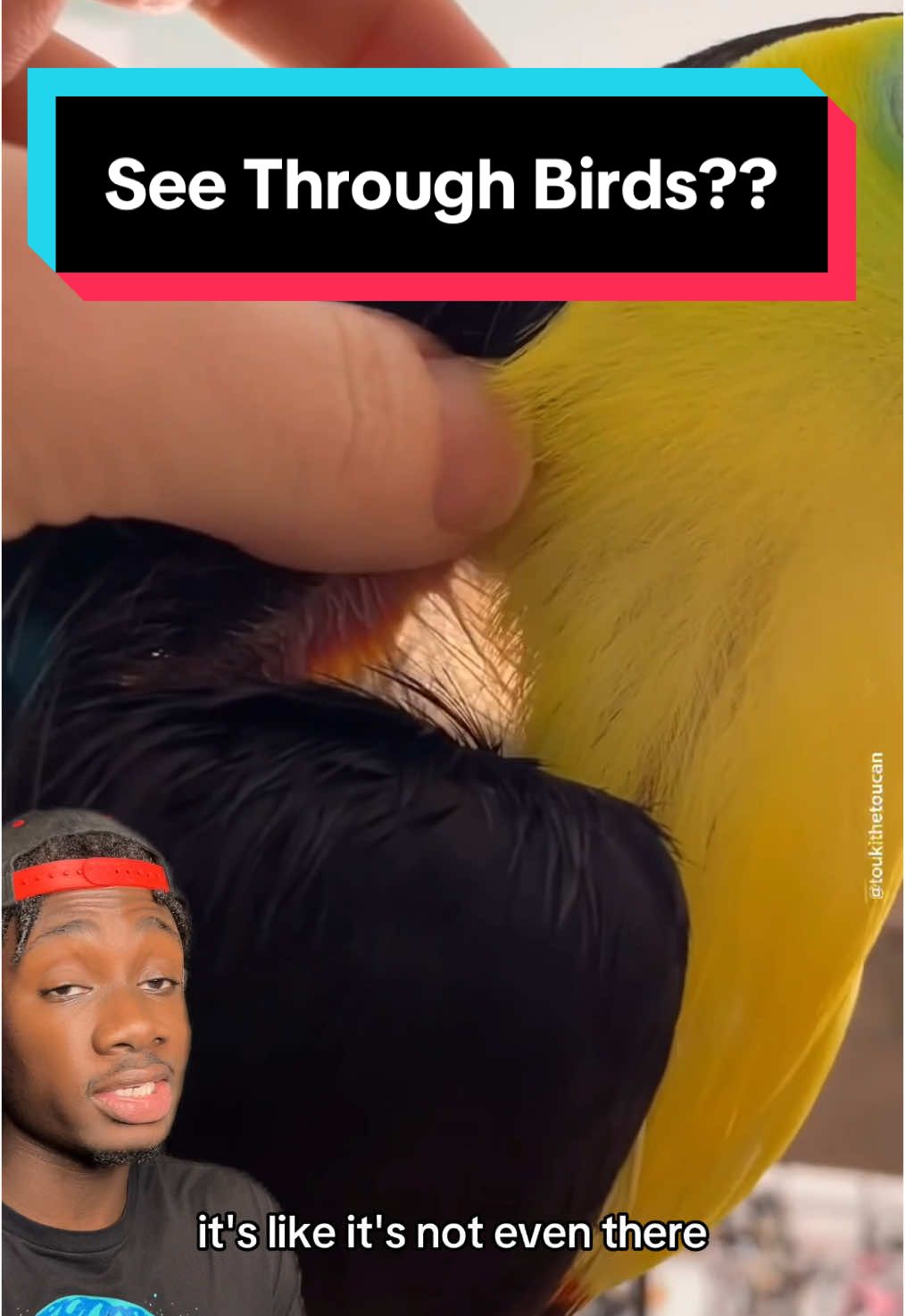 @King 👑 Touki aplogy video with tears NOW #toucan#bird#nature 