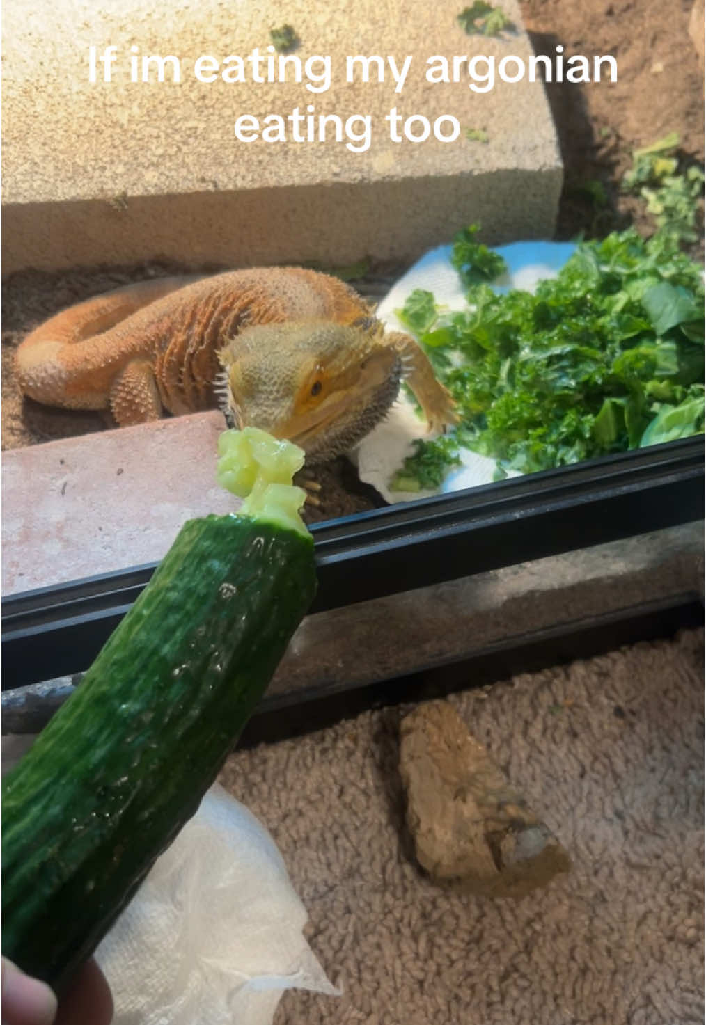 Picked this dude up from Black Marsh earlier… (Might go live later Twitch: JarlCrabs) #elderscrolls #skyrim #fyp #twitch #beardeddragon #tamriel 