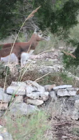 Here is some quick facts on Blackbucks. #antelope #blackbuck #teamartemis #outdoorlife #texas #wildlife #outdoorsman 