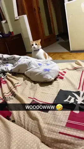 Funny cat 🐱#cat #cats #funny #fyp #foryou #pet 