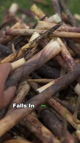 #food #deliciousfood #tiktok #fyp #bestvideo 