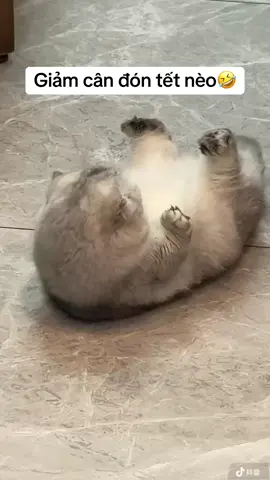 #funnyvideos #funnymoments #cats #douyin抖音 #meow 