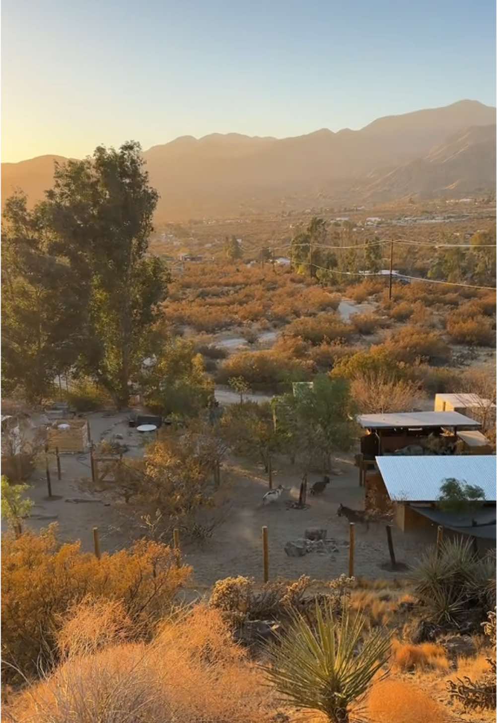 Geronimo, Red Wing, and Wolfie gettin’ wild as the sun sets over the mountains at our desert ranch. Gonna have to build a bigger pen for these boys soon!  #minidonkeys #joshuatree #donkeysoftiktok #donkeylove 