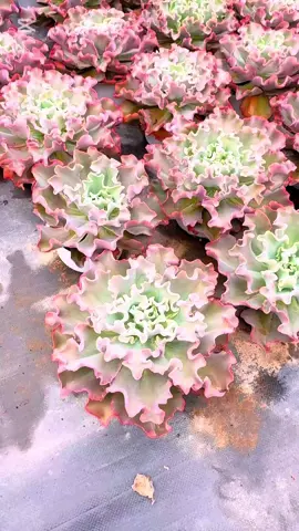 Sen đá bắp cải