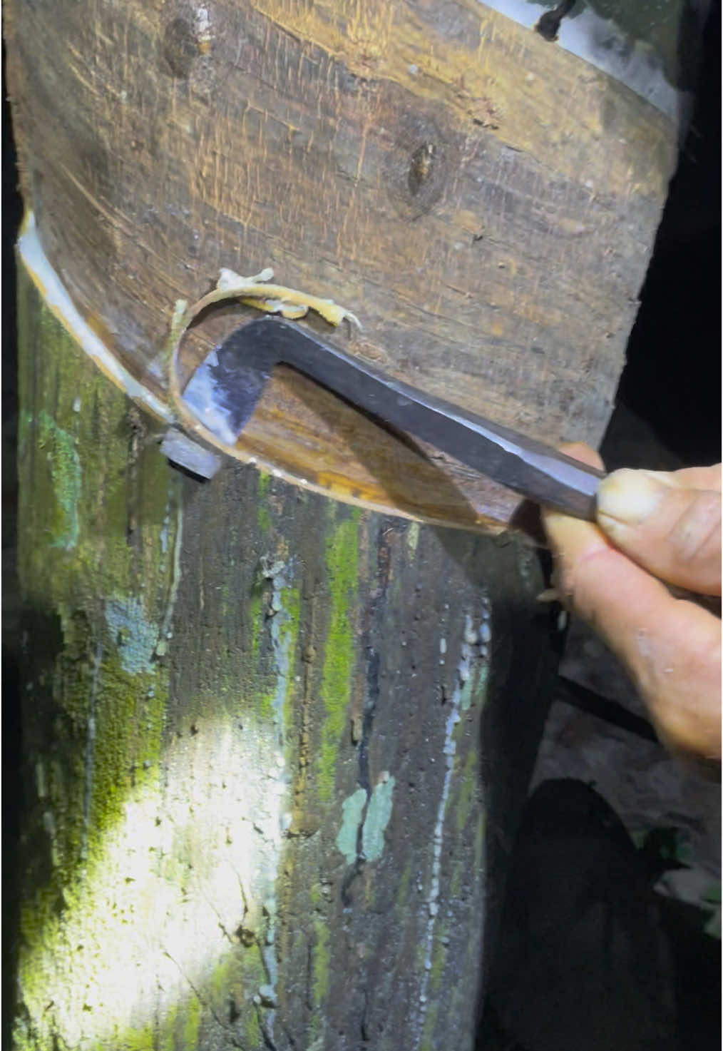 Khai thác mủ cao su, cạo đêm #caomucaosu #rubbertree #caosuthiennhien #rubberlatex #mủcaosubinhphươc #rubberlatex #caosubinhphuoc 