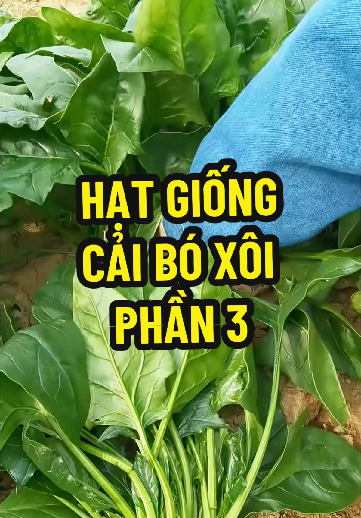 Cải bó xôi#trongrau #trongrausach #hatgiongcaytrong #hatgiong #daudaunongsan #xuhuong 