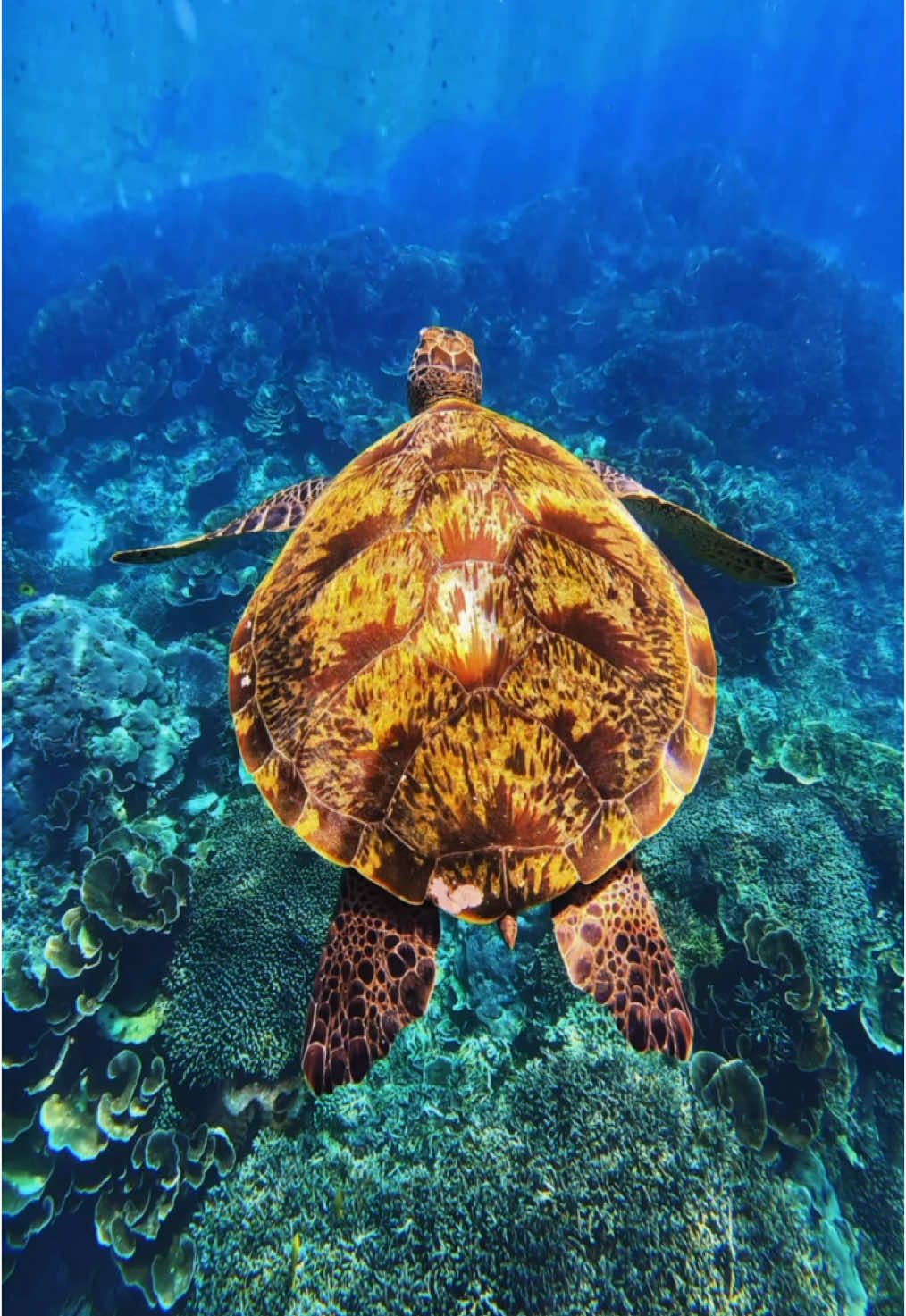 Cara kamu bisa close up bareng penyu : 1. Kalo pas ketemu jangan di kejar. 2. Perhatiin dulu sampe dia tertarik sama kamu. 3. Dive perlahan jangan bikin takut dia. 4. Enjoy you time together. #JelajahLiburan #labuanbajo #komodoisland #komodonationalpark #wonderfulindonesia #komodo #karimundes #karimundesid #freedive #freediving #karimunjawaopentrip #karimunjawaisland #fyp #freedivingtrip #freedivinggirl #karimunjawa 