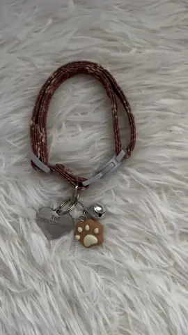 Finally found an aesthetic collar for my baby😍 And the collar fits his color perfectly✨ get yours na din😉 #petaccessories #petcollar #cat #fyp 