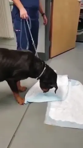 Dog vomiting #fyp #funny #funnyanimals #foryou #dogs #dogsoftiktok #PetsOfTikTok 
