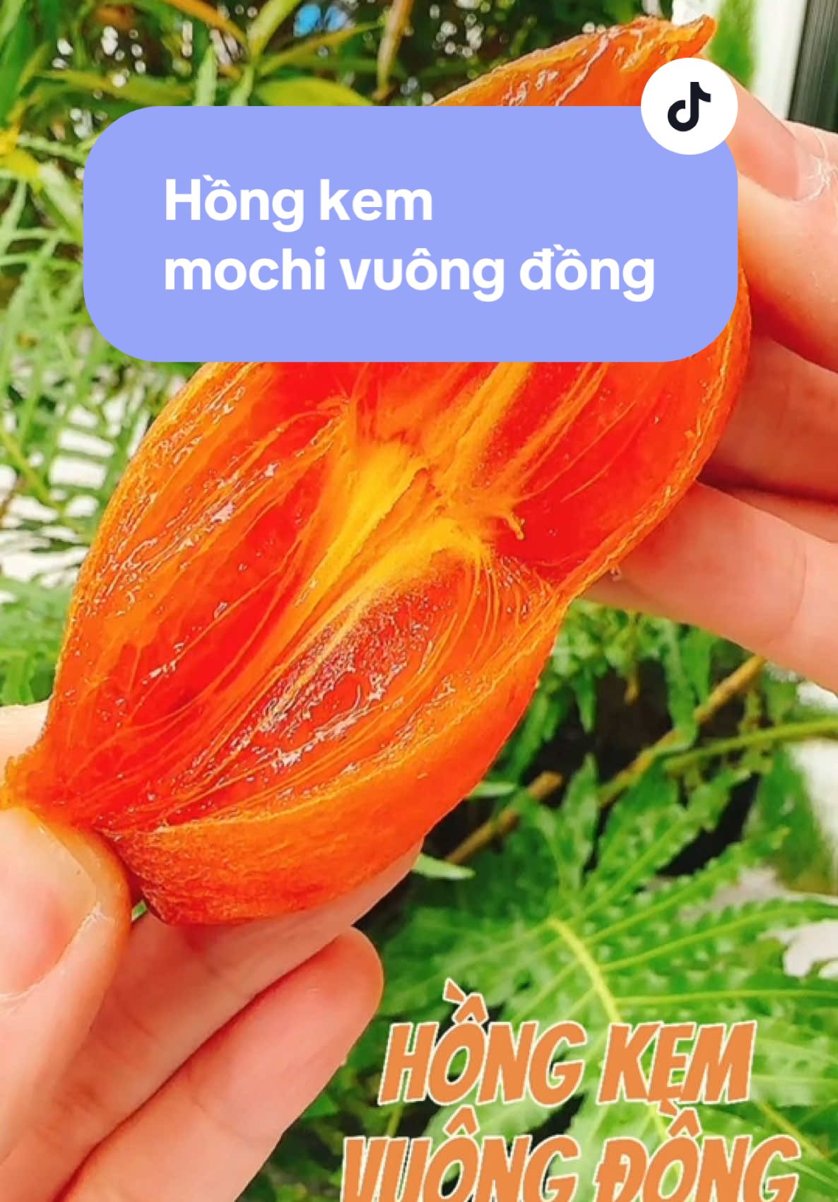 Hồng kem mochi vuông đồng #enjoyfarmdacsandalat #dacsandalat #dacsandalatenjoyfarm #didalatmuaquagi #ghiendacsanngondalat #hồngtreogiócầuđất #hồngtreogiónhàlàm #hồngtreogióvuôngđồng 