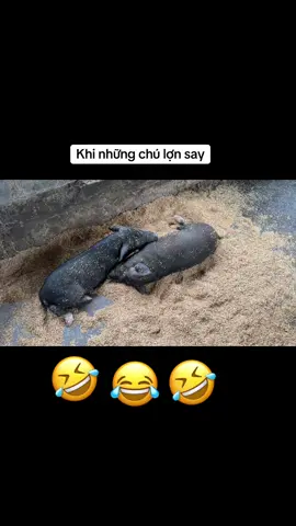 Chú lợn say bỗng. Cười đau cả ruột
