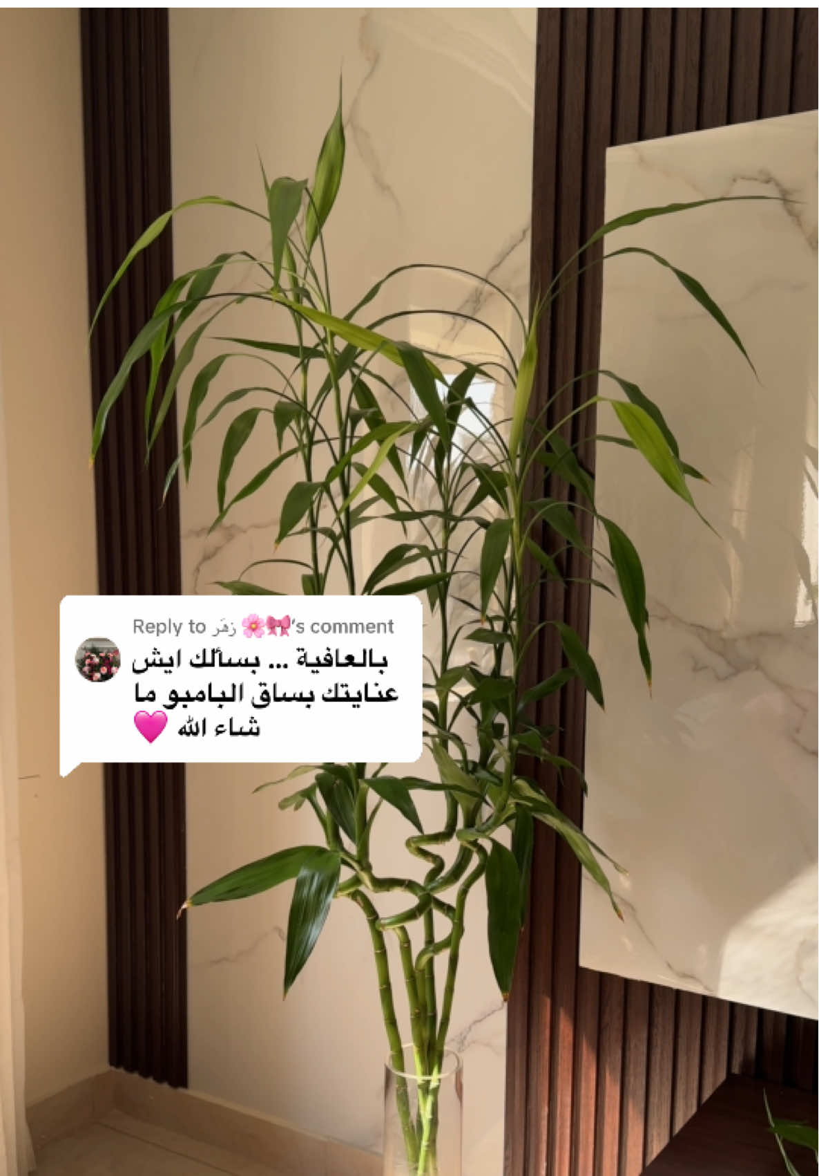 Replying to @زهَر 🌸🎀   حق اللي سألو عن العناية بساق البامبو هذا الفيديو لكم🥰💕 #explore #fypシ #الكويت #نباتات_داخليه #نباتات #ساق_البامبو #عناية #زرع #زراعة 