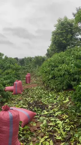 4 cặp hái 1 ngày 70 bao 😉#háicaphee47krongnang