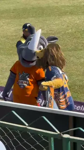 🦏 vs 🦁 #festivalofhimalayas #lumbinilioons #goviral #CapCut #npltiktok🇳🇵 #fyp #neeschal0614 #chitwanrihnos 