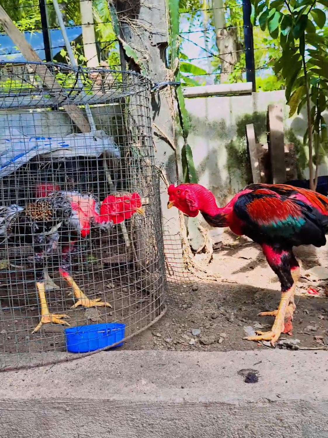 #capcut #fyp #fypage #foryou #foryoupage❤️❤️ #ganoi #saigon #ayambangkok 