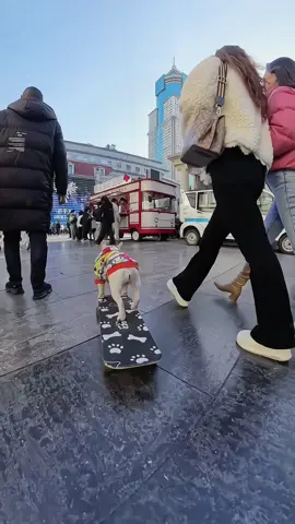 #dogvideos #dog #skateboardingdog #doglover #dogsoftiktok 