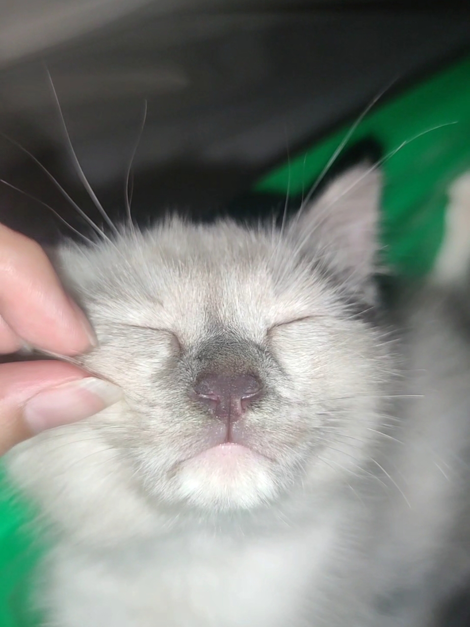 mumun everywhere turu