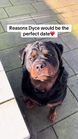 ❤️❤️ #rottweiler #dogsoftiktok #dogs #fyp 