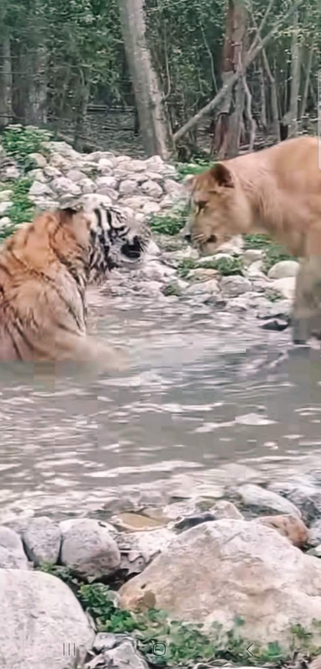 Oui c'est possible !!! #felin #bionature #lion #tigre #nature #nature_brilliance #bonheursimple #naturephotographer #natureza #nature_perfection #animals #horizon #paysage 