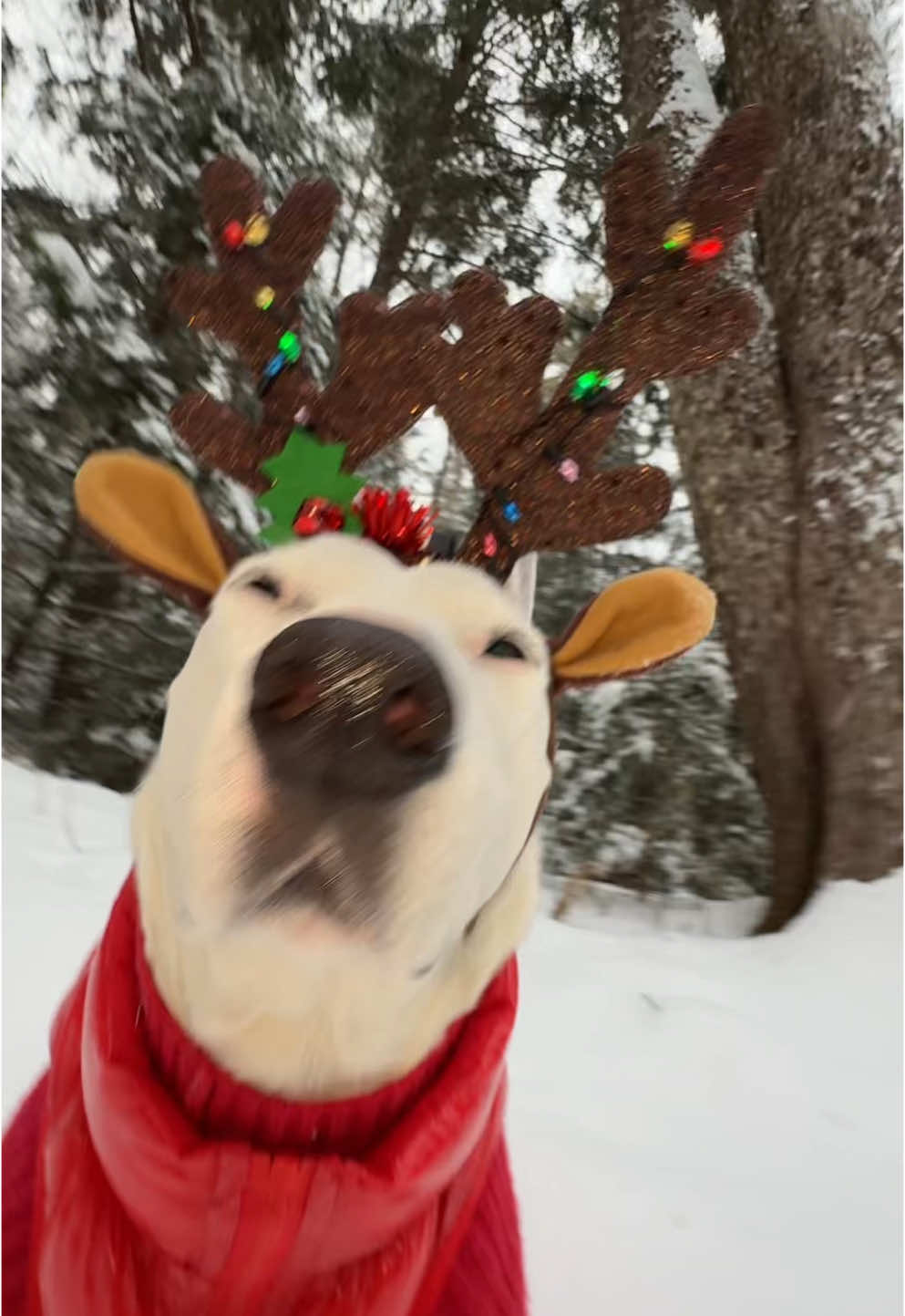 (Follow our Ínsța gram @ mistermainer1) Me when it snows in December (I live in Maine) #maine #mainecheck #dogs #winter #snow #christmas #doggy #meme #holiday 