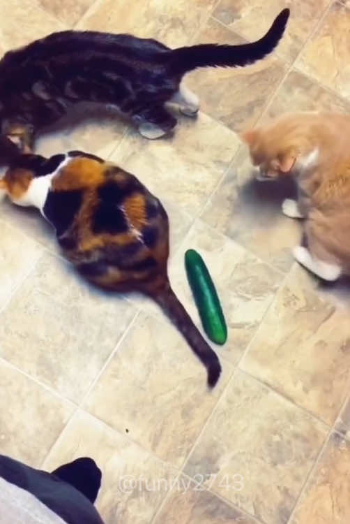 #funny #funnyanimals #funnyvideos #cuteanimals #pet #fyp 