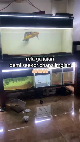 #chana #chanamaru #chanamarulioides #chanamaruyelowsentarum #chanaindonesia #fyp #sayakendek 