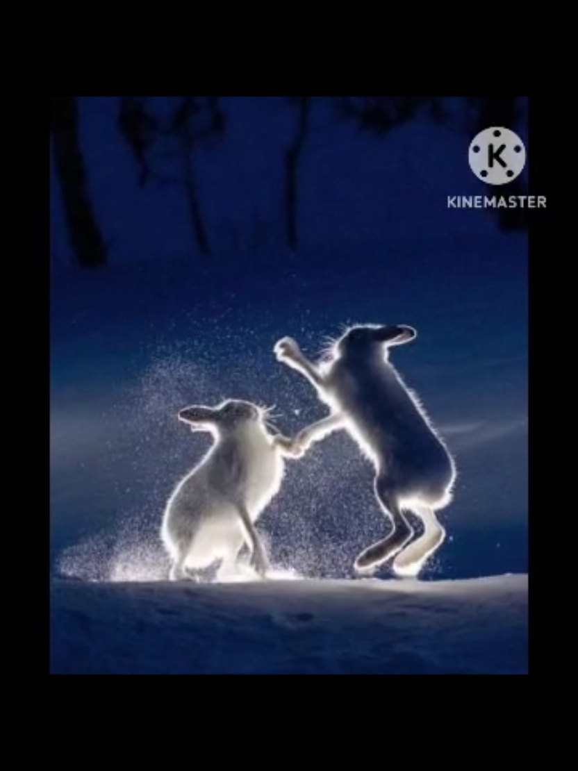 такие вот хорошие #twtz00 #заяц #зайцы #заяцбиляк #биляк #rabbits #hare #arctichare #заяцбеляк 