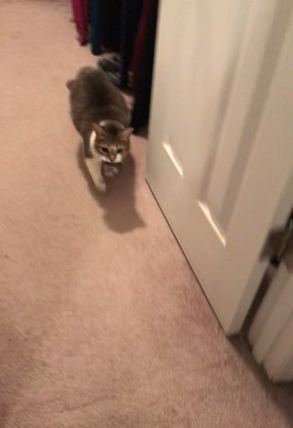 my cats used to bring me gifts inside when i had a doggy door..#creatorsearchinsights #catsoftiktok #catandmouse 