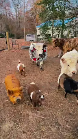 The cows on the farm are very happy preparing for Christmas #cow #brucethecow #farm #viral #snack 