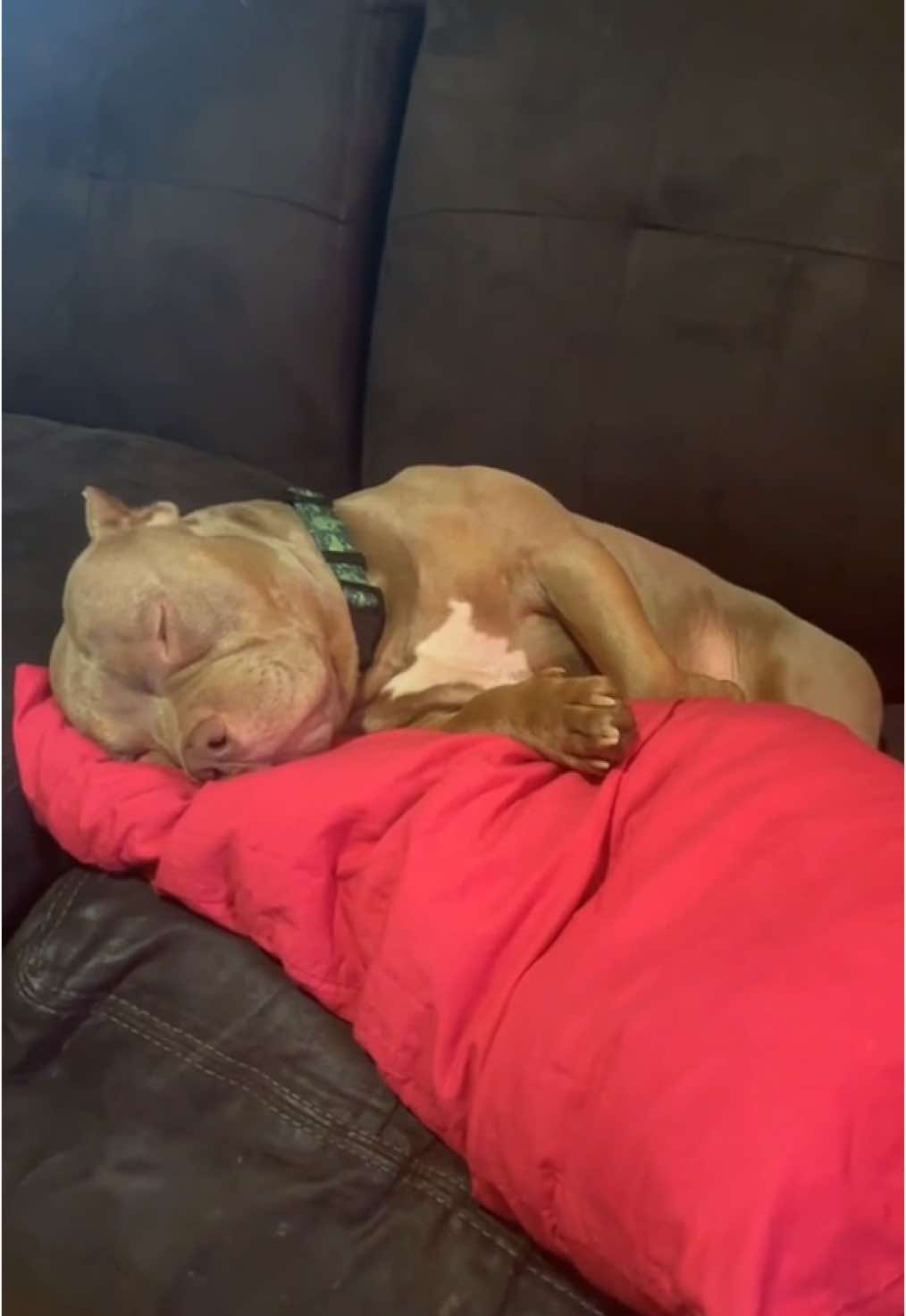 My Baby lookin all cute!!!!#dog #dogsoftiktok #goodboy #pocketbully #purebred #purebredgoodboy #mybabydoggy #doggy #furbaby #furbabylove #furbabymom #fypシ #fypシ #fypシ゚viral #fypage #fyppppppppppppppppppppppp #viralvideo 