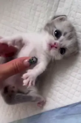 Kitty cat, cuteness overloed #kitty #fyp #cats #PetsOfTikTok #viral_video 