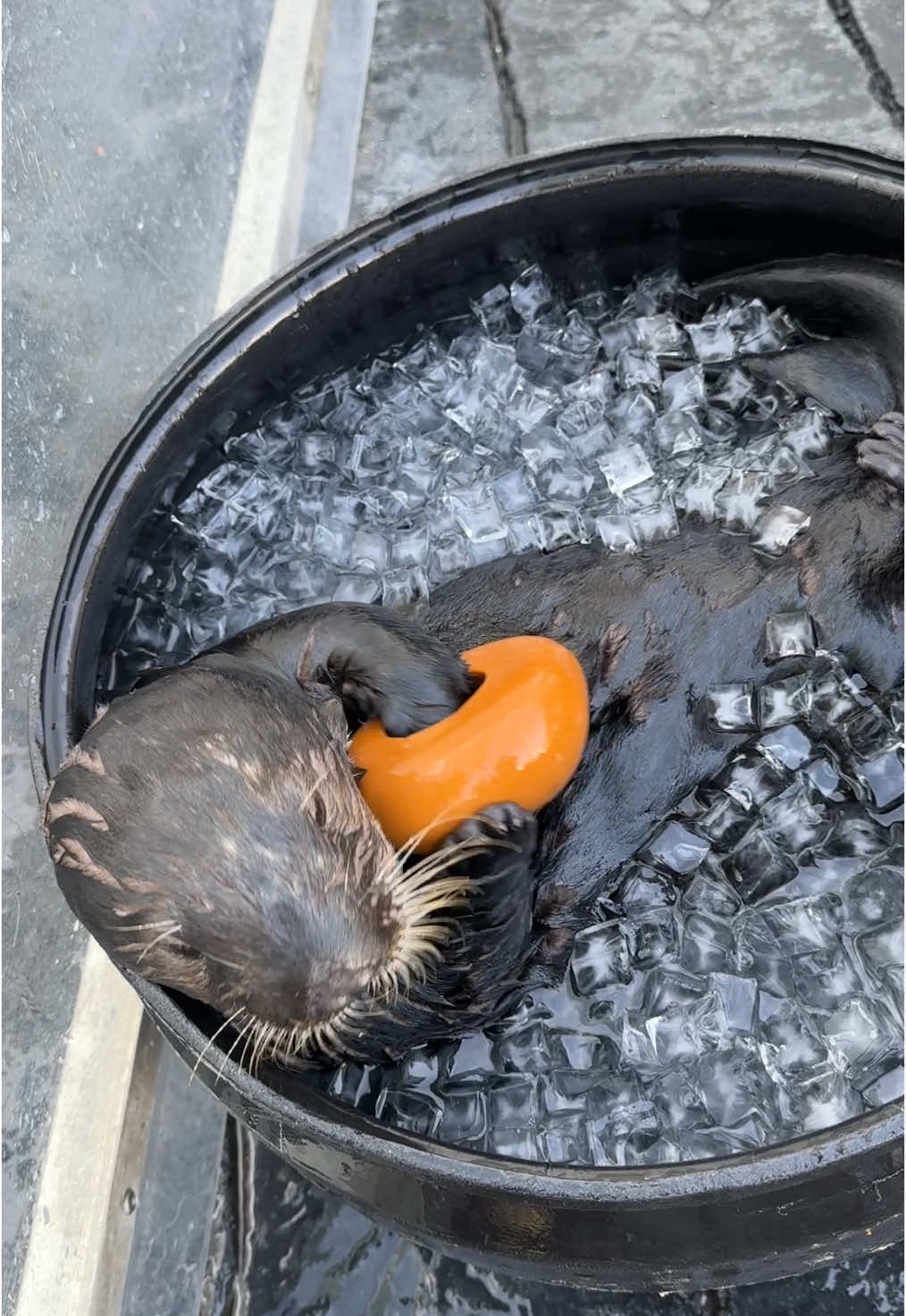 more ice bath munchies #seaotter #asmrtiktoks #asmr #ottersoftiktok #foryoupage 