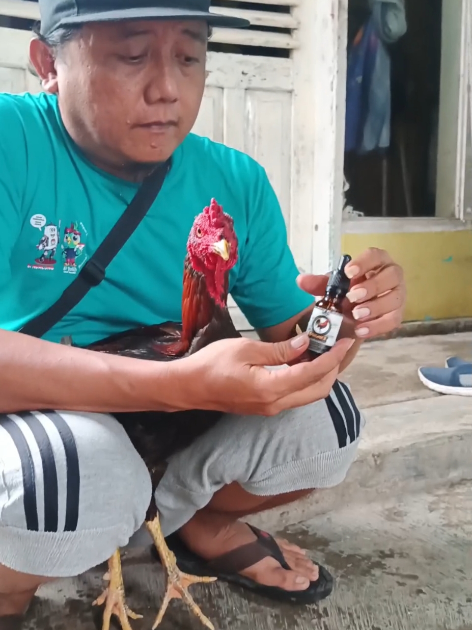 Solusi buat ayam kesayangan🔥 #ayamtiktok #Obatayamngorok #Obatayam #promoguncang1212 