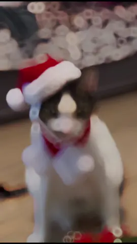 #tommy_derkater #cats #catsoftiktok #catslovers #catsvideo #catstagram #catsmoves #cat #katze #katzen #katzenvideos #katzenliebe #katzenauftiktok #funnycats #funny #funnyvideo #funnymoments #funnytiktok #fy #fypシ #fypシ゚viral #fypage #fyppppppppppppppppppppppp #vira #viralvideo #viralvideo #viraltiktok #virall #viral_video #viralvideosofficial  #ideen #instergram #booster #fürDich 