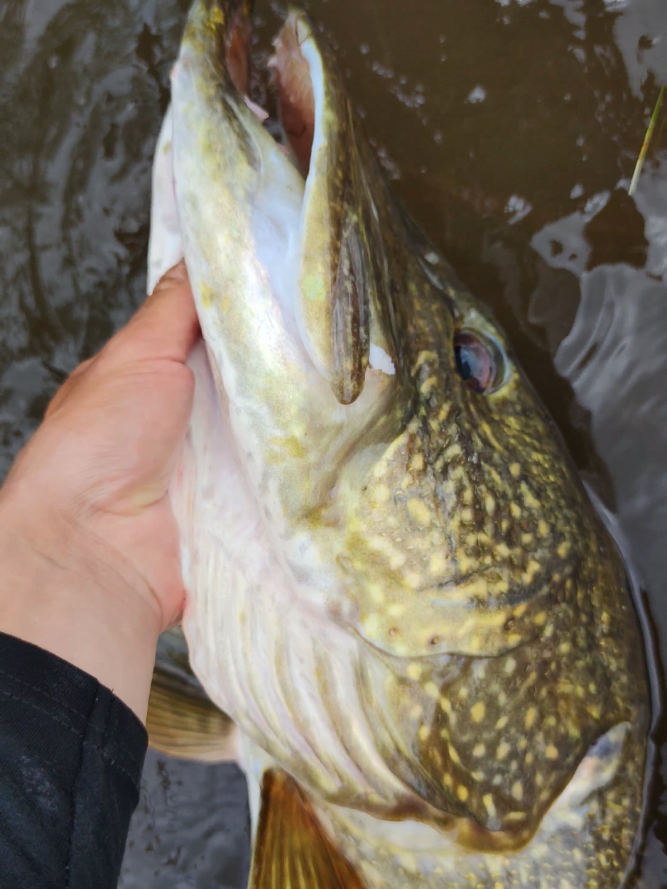 schon mal so einen Schädel gesehen? #hecht #pike #esox #harzfishing #fishing #angeln 