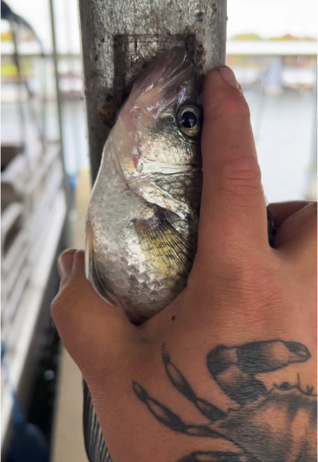 Cooking a clam fish #fyp #catchcleanandcook #beardedfisherman #fishing #fish 
