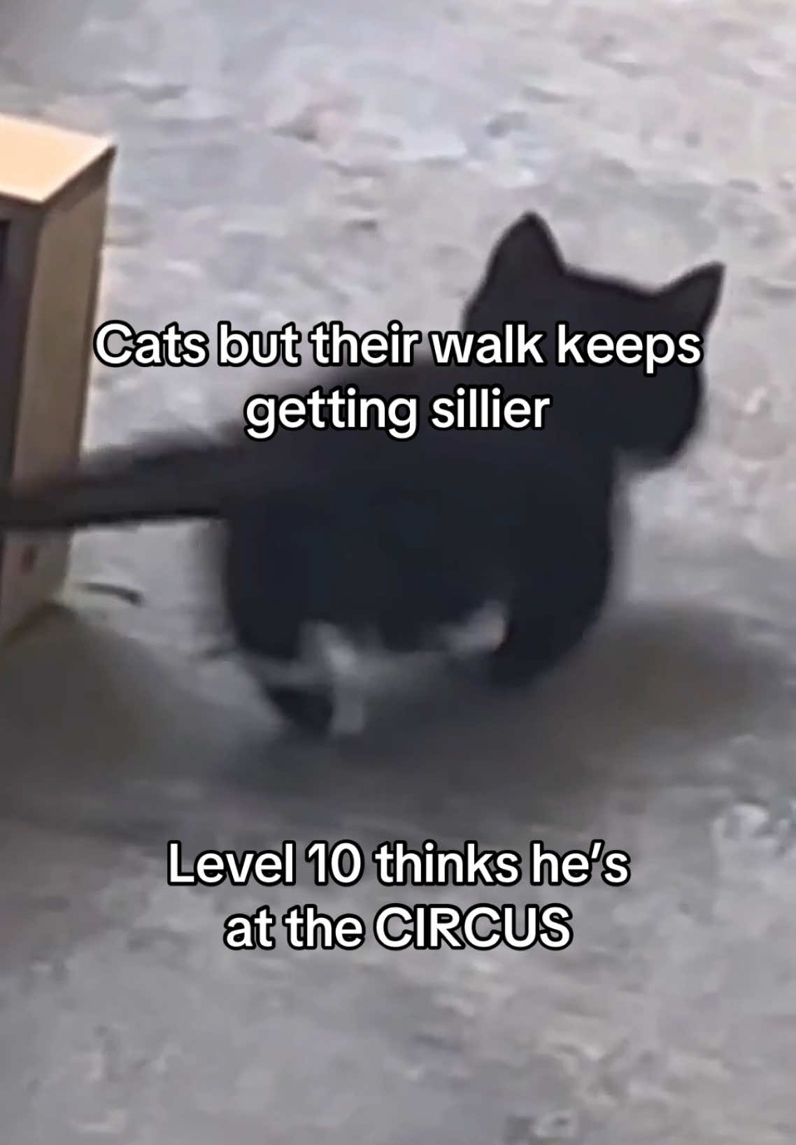 #catsoftiktok #cats #kittiesoftiktok #sillycats #kittycats #funnycats #catwalk #fyp 