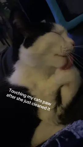 I was harshly judged #catsoftiktok #cattrend #cat #catmeme #catcleaning #fyp #fypviral 
