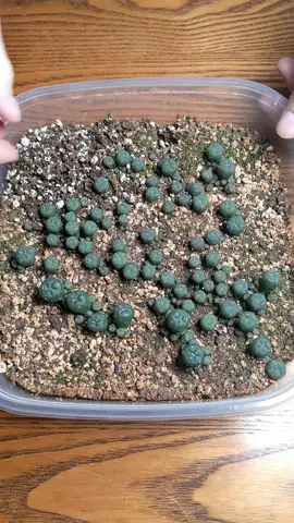 Peyote Transplanting & Seed Harvesting