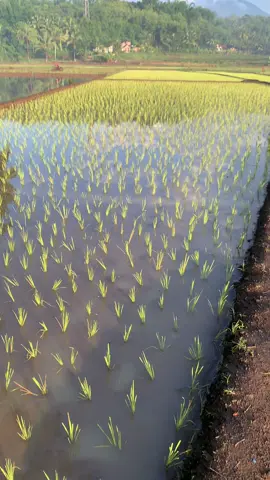 suejuk poll #sholawat #gusilhampasuruan #fyp #magelang24jam #vibespagi 