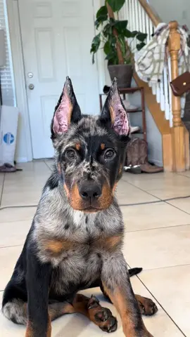 Being so perfect isnt fair #beauceron #basrouge #bergerdebeauce #puppy #puppiesoftiktok 