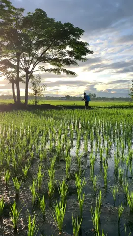 Rutinitas pagi hari di kampung”.  #foryou #fypシ゚ #aesteticvibes #viral #sawah #pemandanganalam 