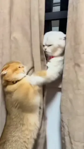 hadeeuh.. kalau ketemu yang ada ribut terus..bisa akur gak sih kalian🤪😁🤭#kocak #hiburantiktok #TikTokAwardsID #fypage #kumpulanvideolucu #funnycat #kucinglucu 